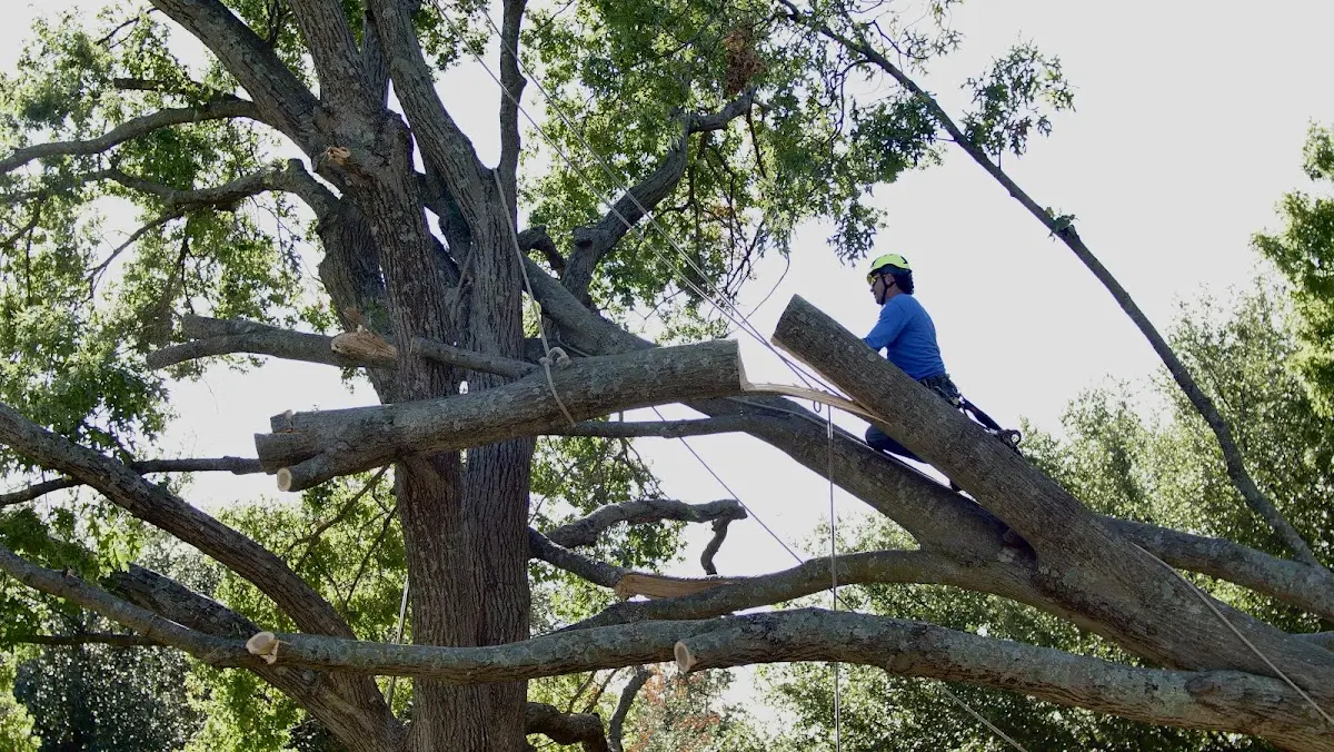 Professional Crown Thinning performed by certified arborists in Rocklin